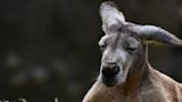 Australian Man Fights Off ‘Jacked’ Kangaroo To Rescue His Dog