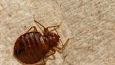 Parents warned after bed bugs discovered at three public schools in Revere