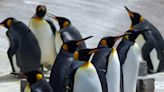 企鵝也確診了！禽流感恐波及南極洲