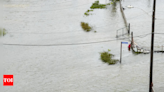 At least 200 crocodiles crawl into cities as heavy rains hit northern Mexico, near Texas - Times of India