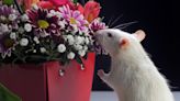 Rat cells for mouse smells: How researchers restored a sense of smell in mice