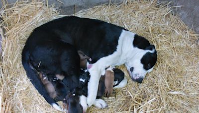 Foster Dog Feeding Her Puppies in the Sunshine Shows How Healing a Loving Home Can Be