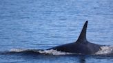 Close encounters with curious Juneau killer whale a reminder of city's wild nature