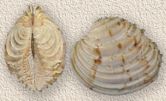 Venus (bivalve)