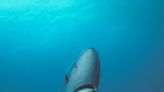 Living in amity with sharks - The Martha's Vineyard Times