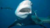 Un turista británico fue atacado por un tiburón toro en la isla caribeña de Tobago