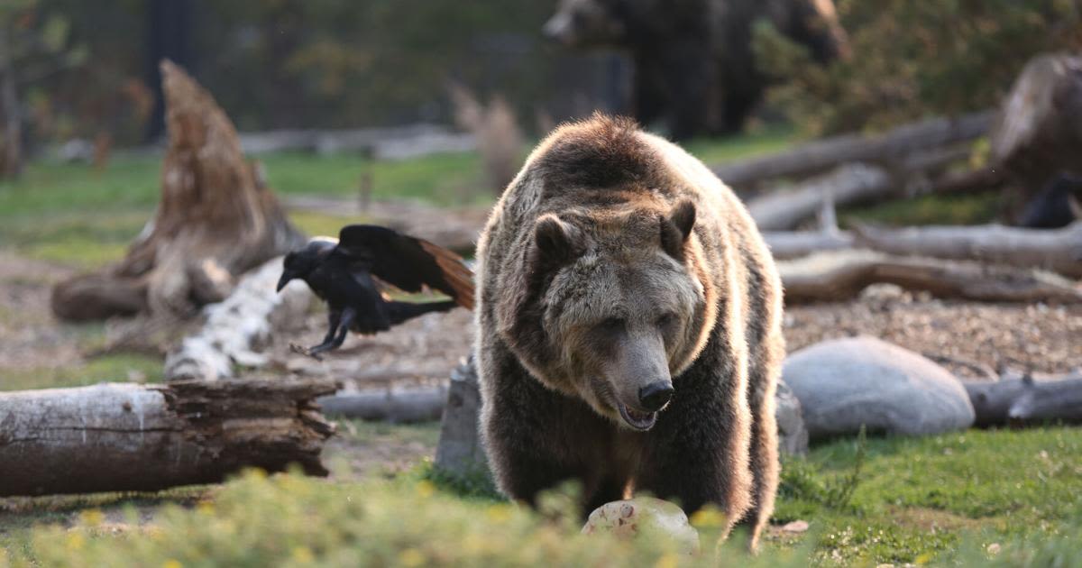 Frontier myth vilified the California grizzly. Science tells a new story.