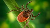 Pfizer begins a late-stage clinical trial testing its Lyme disease vaccine