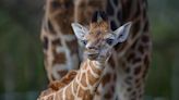 Chester Zoo is opening safari lodges for visitors to watch giraffes from their rooms