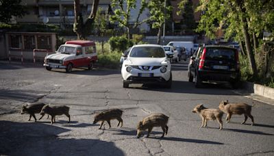 Italy is sending soldiers to stop wild boars menacing its $8.8 billion prosciutto and sausage industry