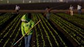 Making a salad might be getting more expensive. Could climate change be to blame?