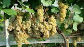 Uvas Piwi, cómo es y por qué esta variedad puede salvar al vino del cambio climático | Aprendiendo
