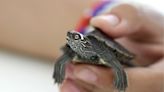 Salmonella linked to turtles sickens 26 and leads to 9 hospitalizations, CDC warns