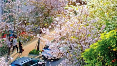 上海：直播「雲賞櫻」 迎「最長」櫻花節