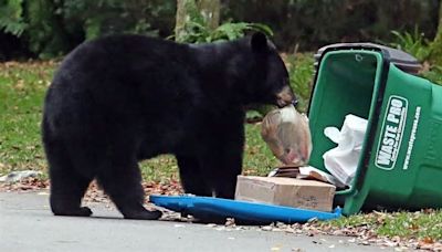 Bears, coyotes, raccoons: State sees rise in calls for aid due to wild animals