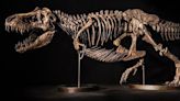 Now’s Your Chance to Buy a Real Tyrannosaurus Rex Skeleton