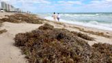 Giant floating bloom of seaweed will likely be largest ever recorded