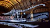 Dippy the Dinosaur returns to the Natural History Museum