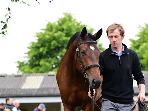 Gordon Elliott splashes €350,000 on half-brother to three Grade 1 winners after going head-to-head with Emmet Mullins