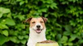 Dog food recall map shows states impacted: "Monitor for unusual behavior"