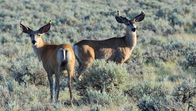 Group draws up hunting regulation changes to spark conversation