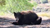 Chatsworth bear may pave the way for new wildlife crossings