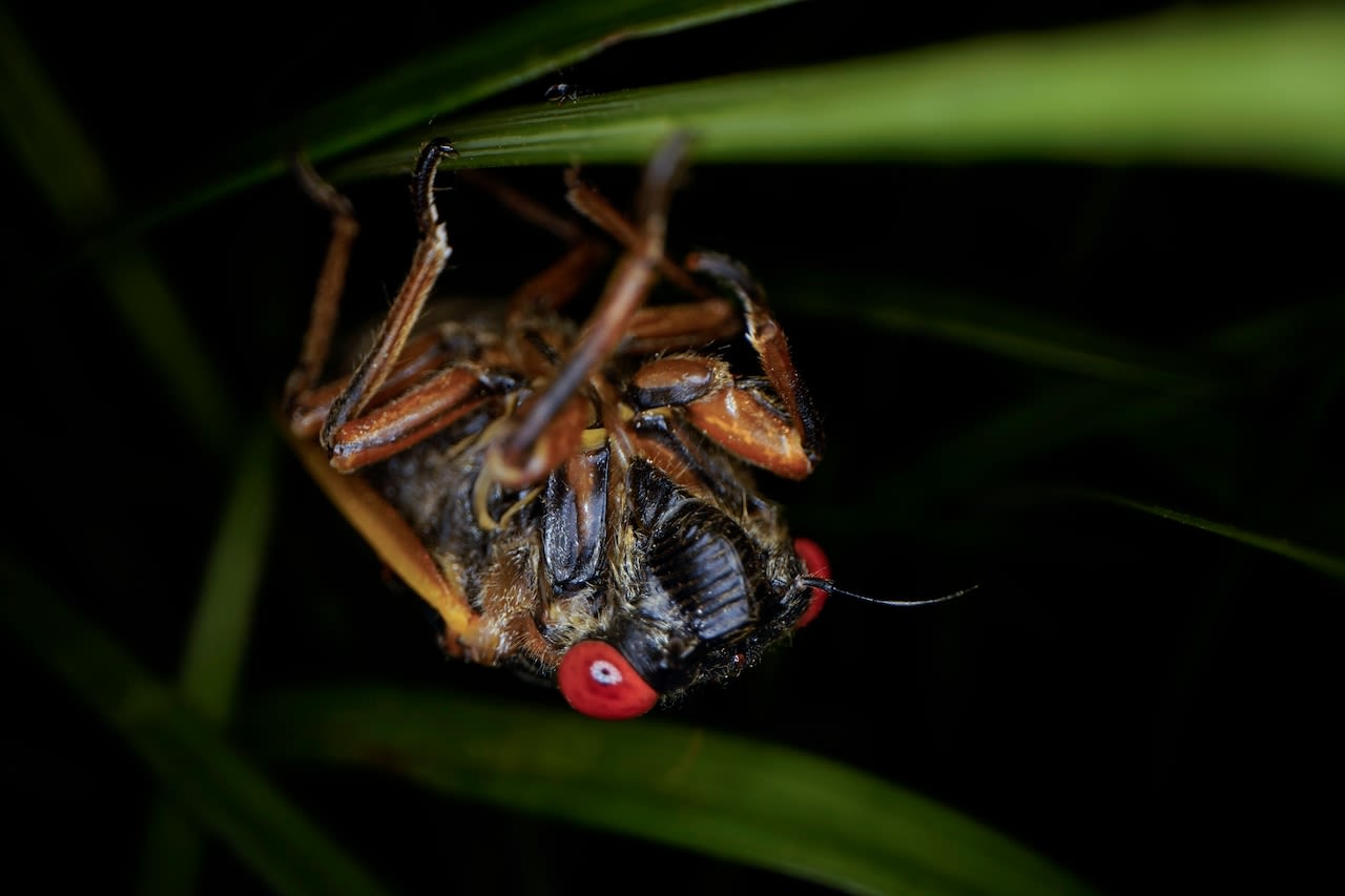 Cicadas are coming out in droves and have been so loud, many are dialing 911