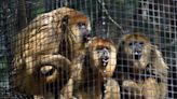 Brevard Zoo welcomes baby black howler monkey