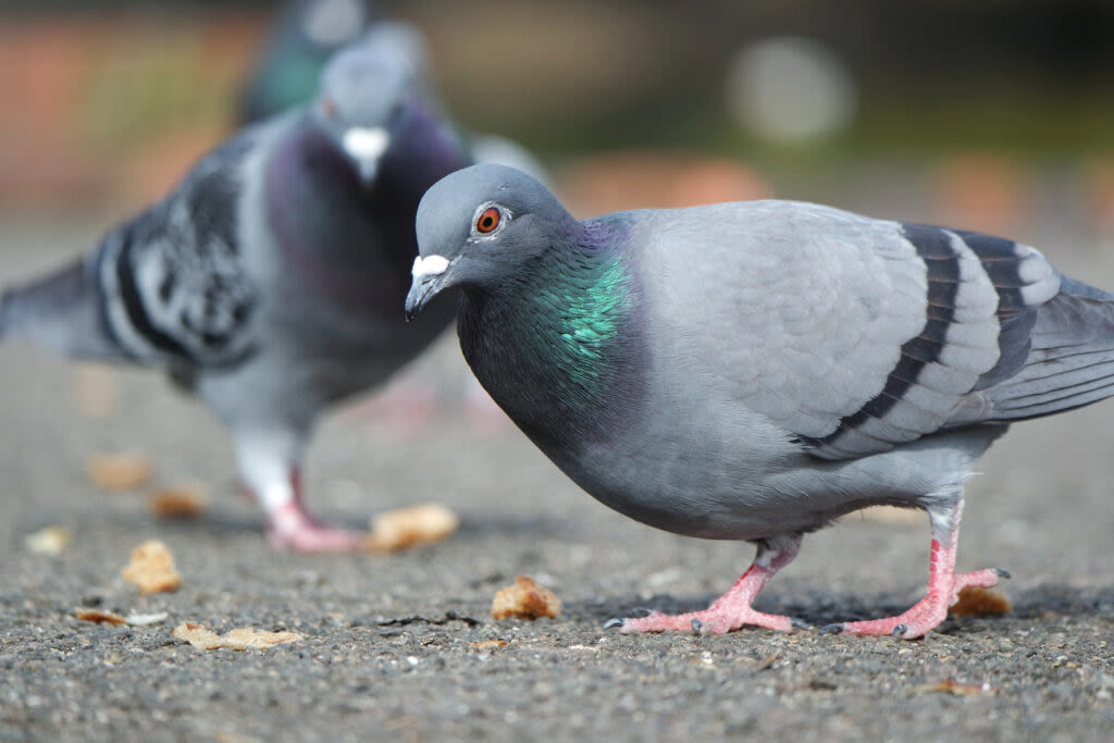 Ban on shooting live pigeons as targets advances in Pa. House for first time since 2011