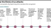 The Ebola virus: profile of a dreaded killer