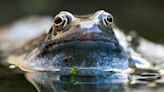 Female Frogs Have an Effective Strategy for Dealing With Annoying Males: Pretend to Be Dead