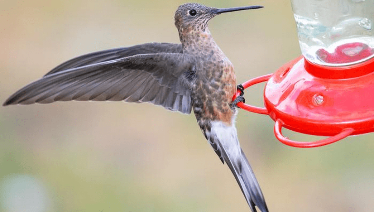First Snakes, Now Hummingbirds, World’s Largest Species Revealed To Be Two