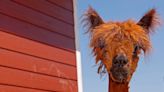 Alpacas in Idaho positive for bird flu