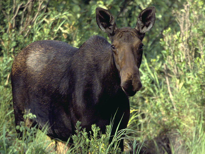 Turkey hunter attacked by female moose with calves near Blackfoot