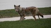 Police warn residents after Swampscott dogwalker surrounded by at least 9 coyotes