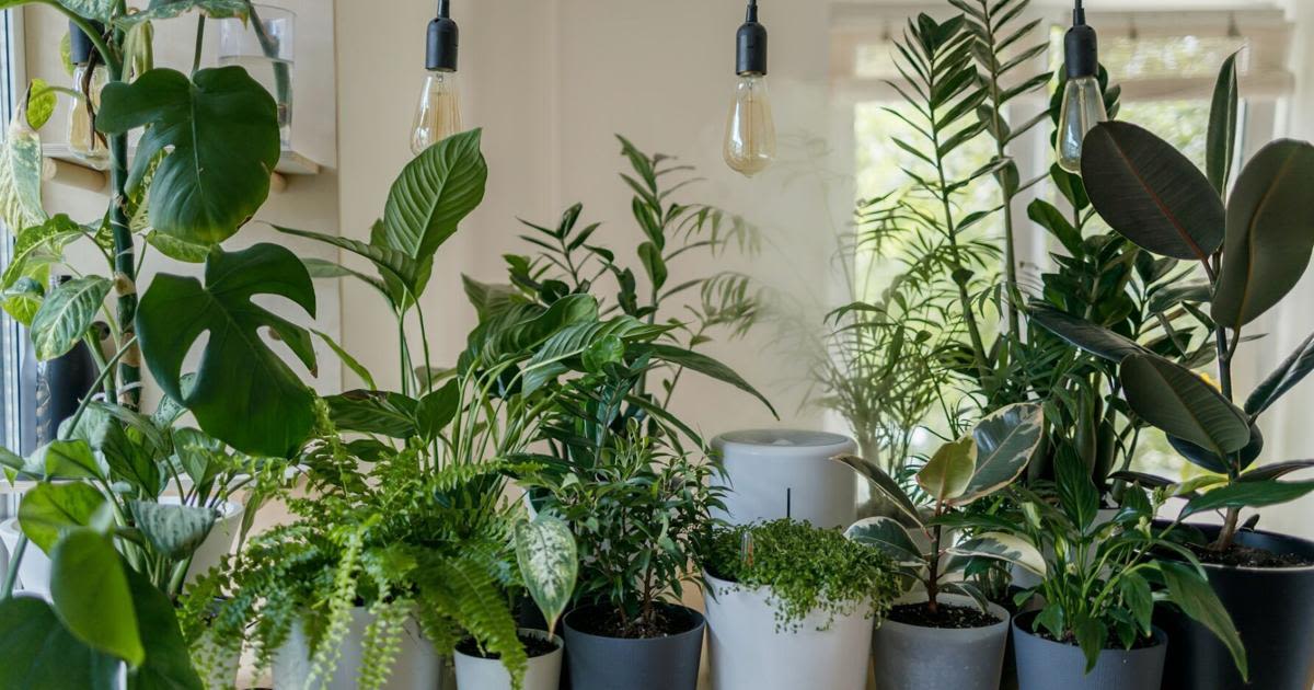 5 self-watering systems to keep plants healthy while you're on vacation