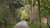 Black bear sightings have been reported in Jefferson and Waukesha counties this week