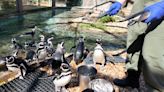 Dream come true: Marching my happy feet behind the scenes with the Jacksonville Zoo’s penguins