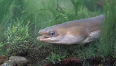 Eels escape from predator fish's stomach after getting swallowed