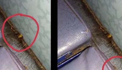 Passenger Finds Cockroaches on Amarkantak Express Seats, Viral Video Sparks Outrage - News18