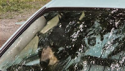 Un oso negro y su osezno destrozan un coche en Connecticut tras quedar atrapados en su interior