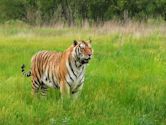 Siberian Tiger Park