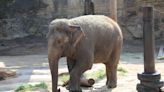 Beloved Former Circus Elephant Leaving San Antonio Zoo For Tennessee Sanctuary