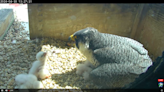 WATCH: Peregrine falcons nest, hatch atop Harrisburg office building