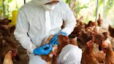 Los CDC y algunos estados agrícolas tienen "graves" desacuerdos sobre la gripe aviar en EE.UU. - La Opinión
