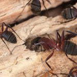 Don’t Ever Ignore These 6 Signs of Carpenter Ants in the House—Here’s Why