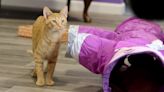 Cat Lady Café teams up with Humane Society to bring love, new homes to shelter cats