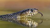 The Eastern Indigo Snake Lives in Gopher Tortoise Burrows