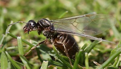 Flying ant day 2024: When will swarms appear this year and for how long?