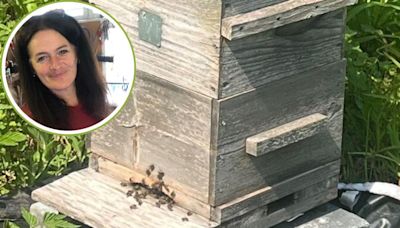 Council orders women to remove beehives from allotment